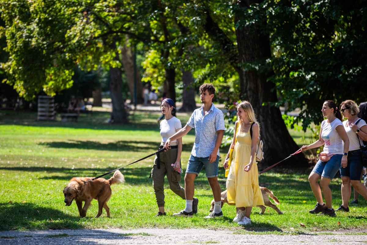 golden retriever falkaséta a dogz fesztiválon