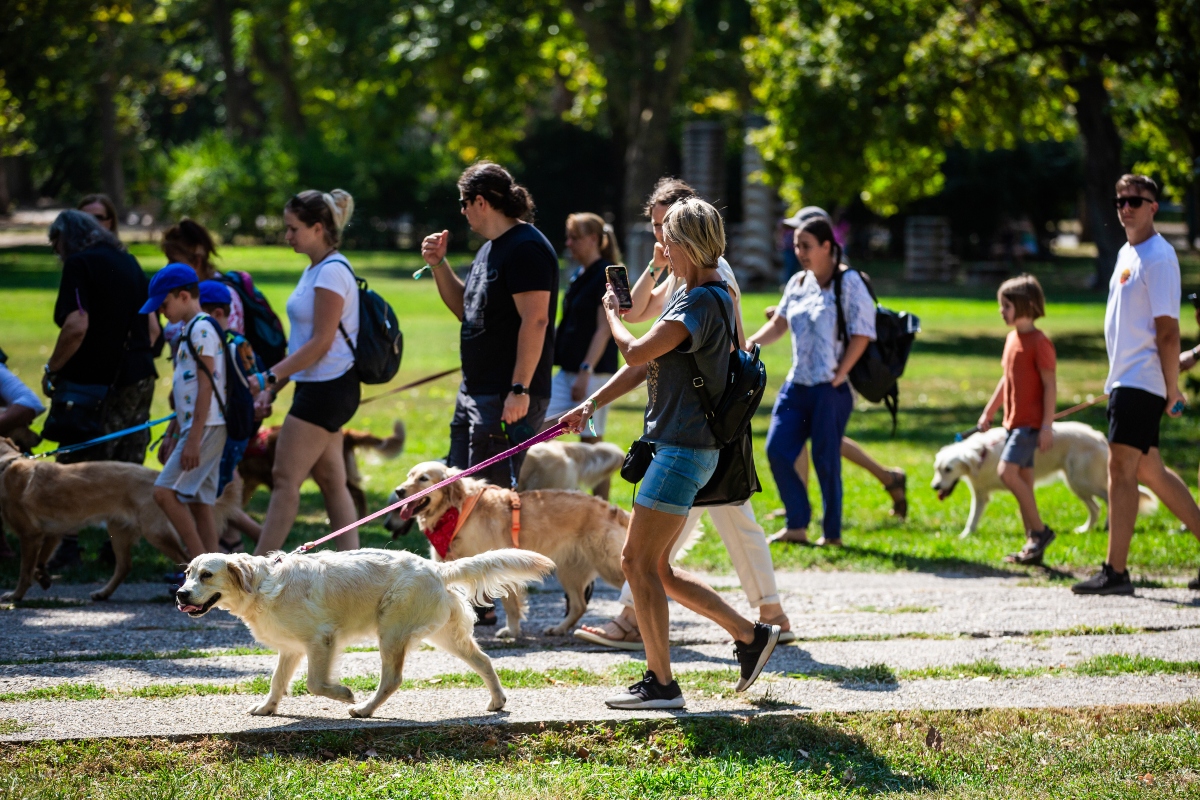 golden retriever falkaséta a dogz fesztiválon