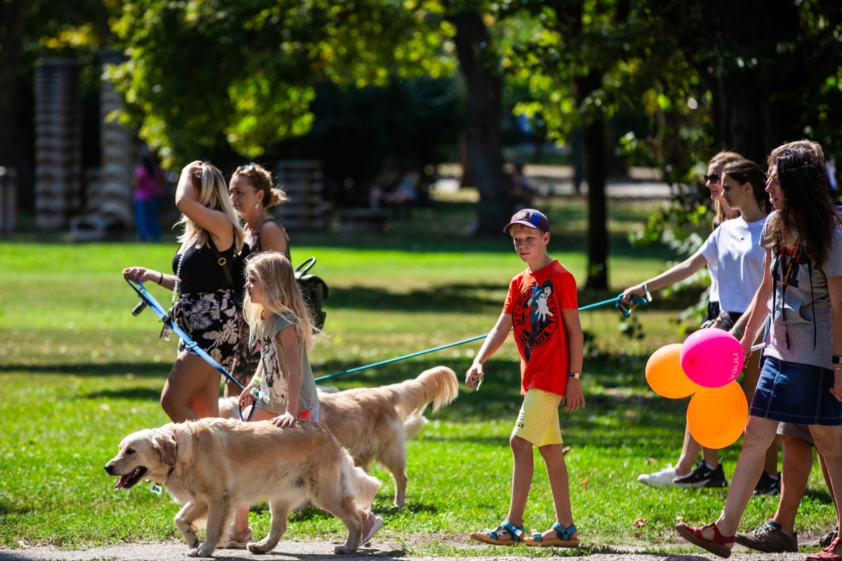 golden retriever falkaséta a dogz fesztiválon