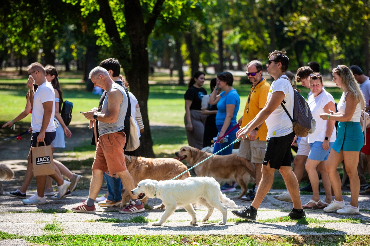 golden retriever falkaséta a dogz fesztiválon