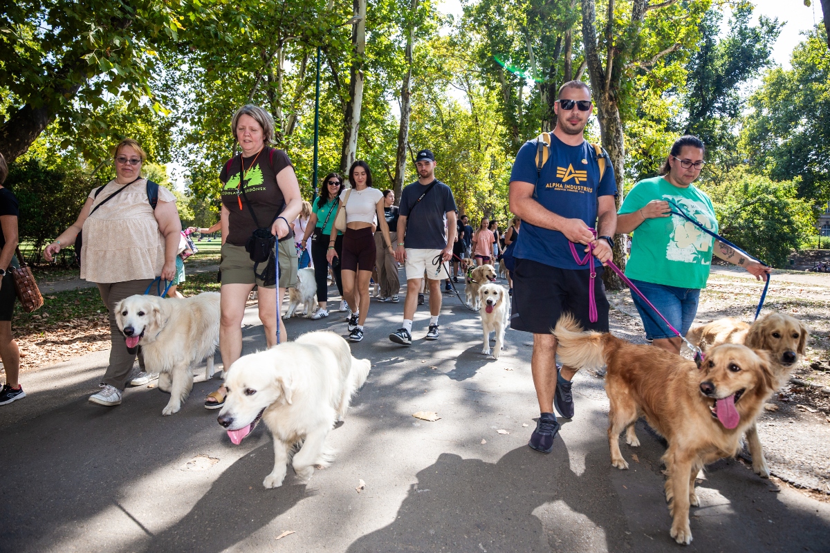 golden retriever falkaséta a dogz fesztiválon