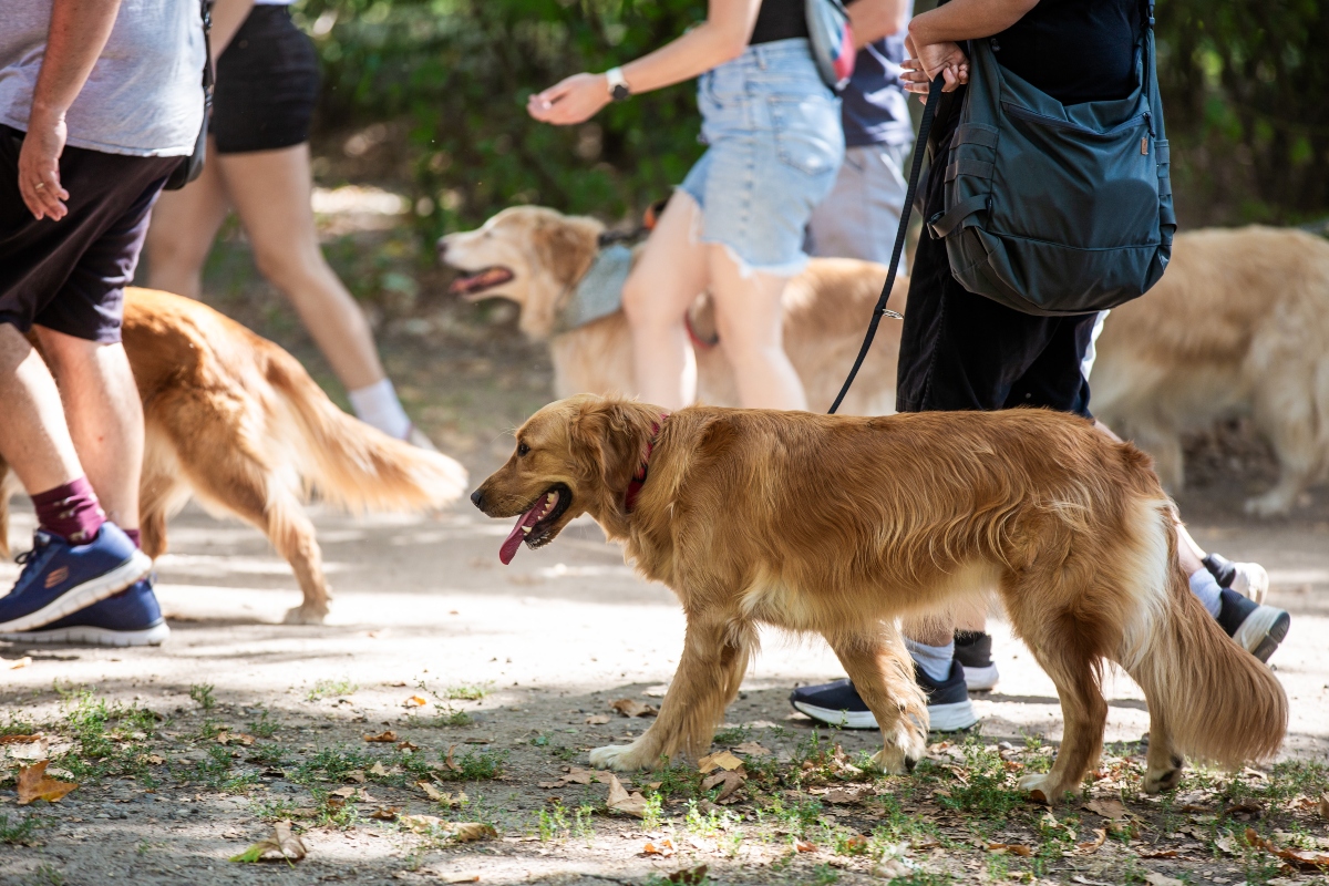 golden retriever falkaséta a dogz fesztiválon