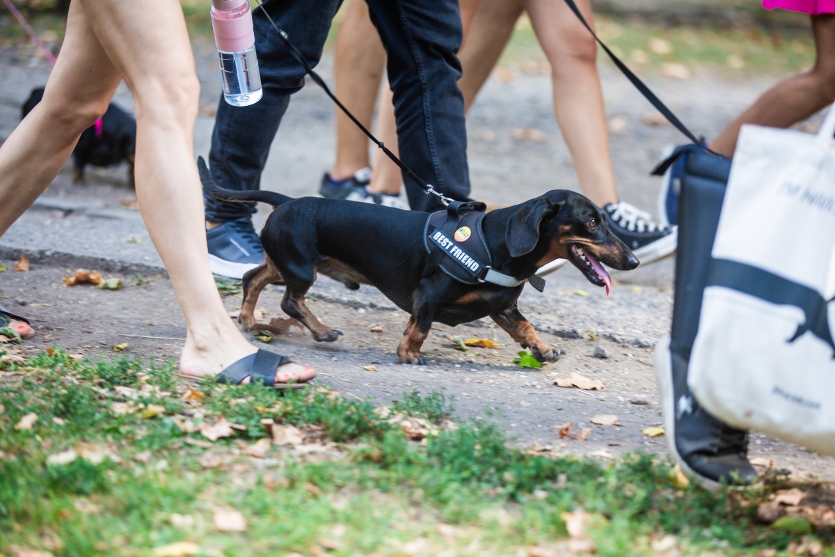 tacskó falkaséta a dogz fesztiválon