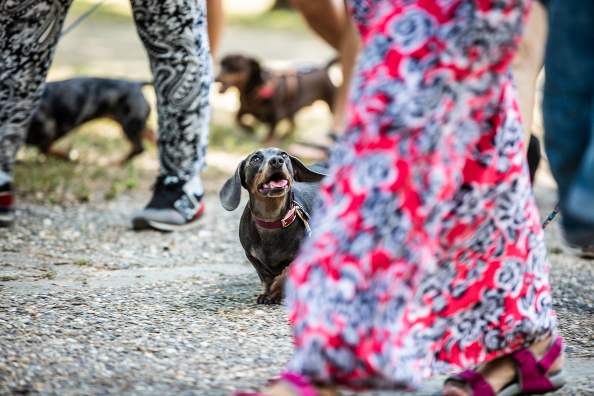 tacskó falkaséta a dogz fesztiválon