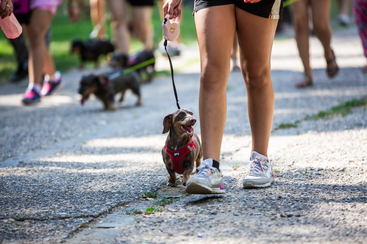 tacskó falkaséta a dogz fesztiválon