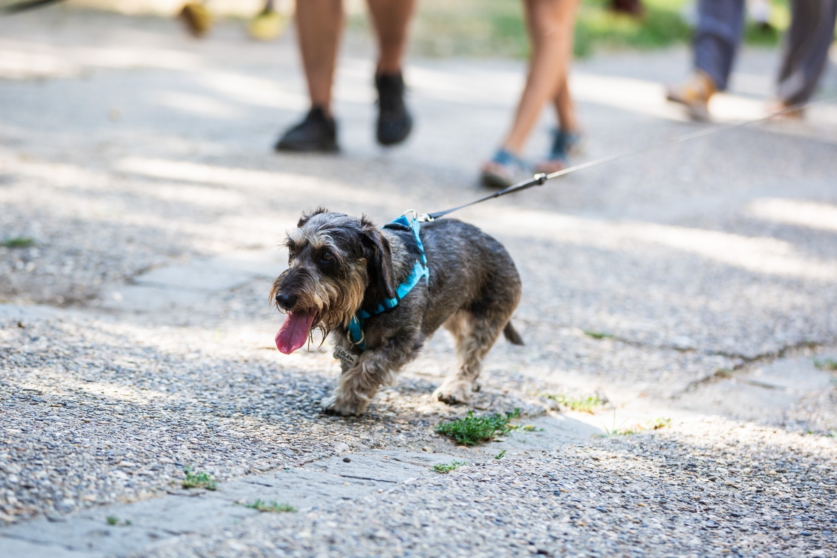 tacskó falkaséta a dogz fesztiválon