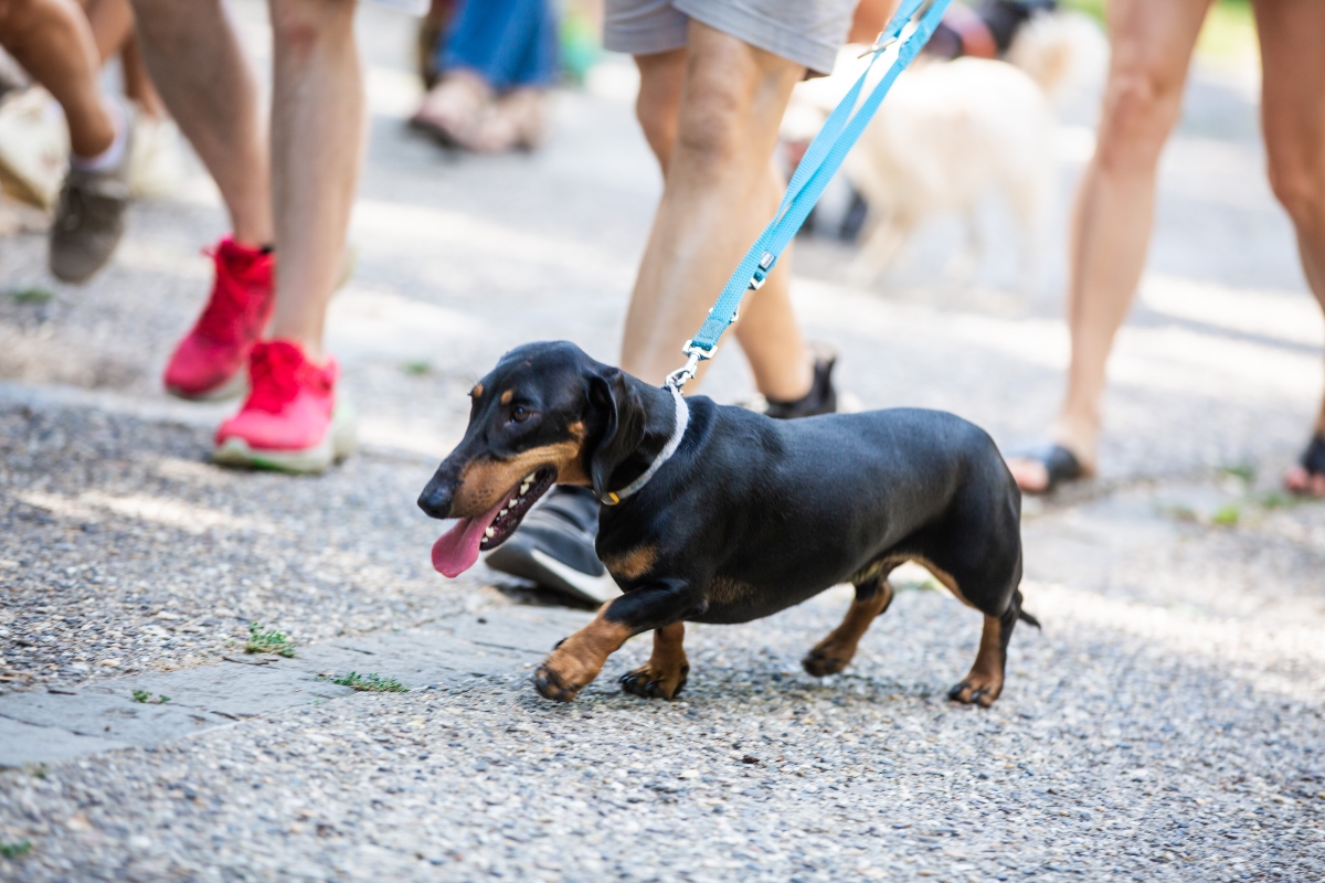 tacskó falkaséta a dogz fesztiválon