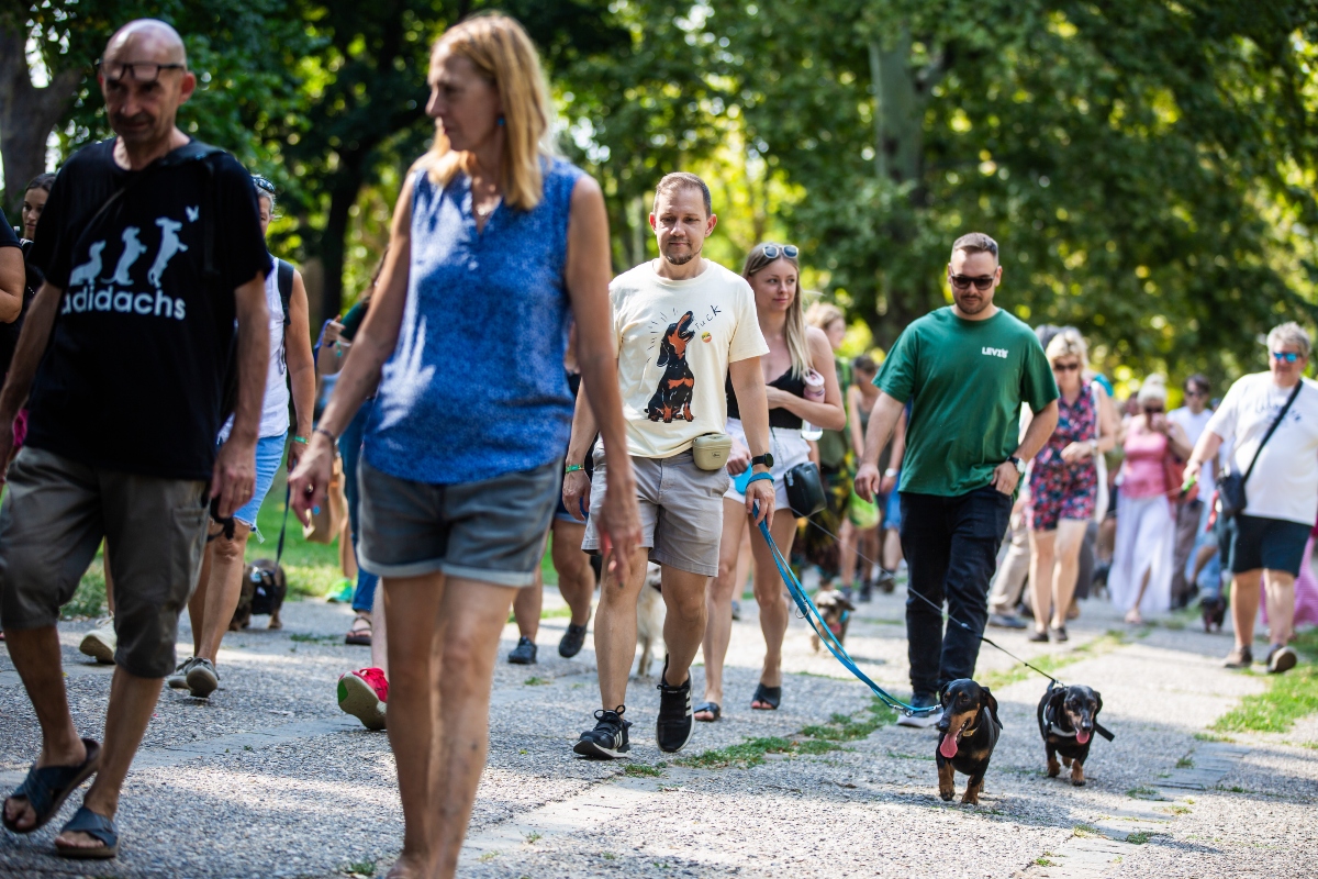 tacskó falkaséta a dogz fesztiválon