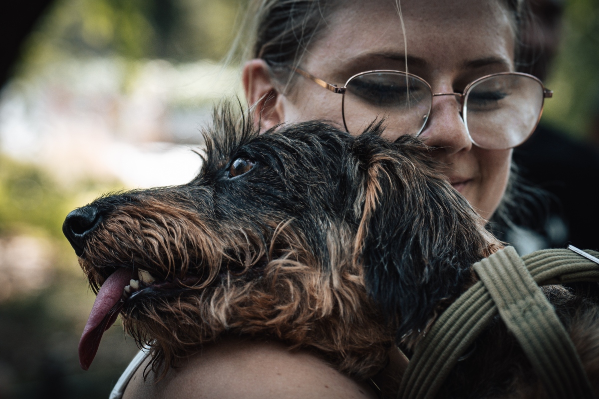 tacskó falkaséta a dogz fesztiválon