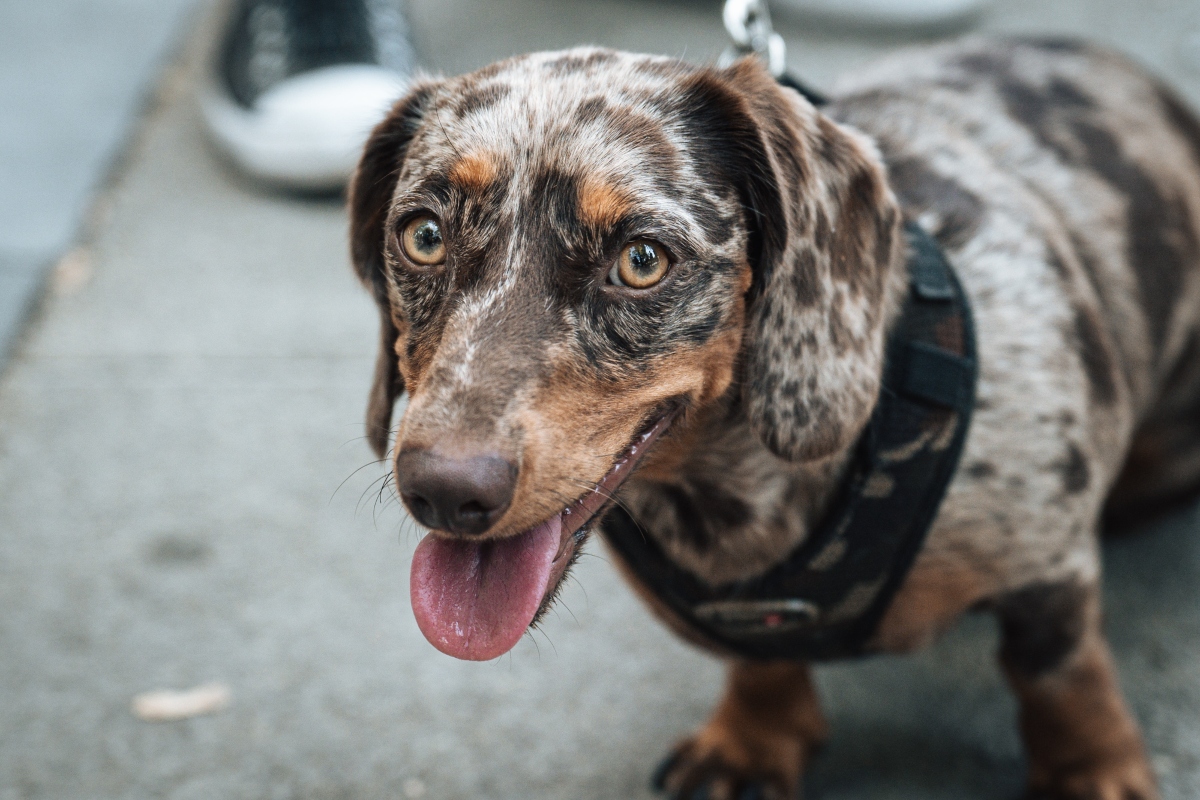 tacskó falkaséta a dogz fesztiválon