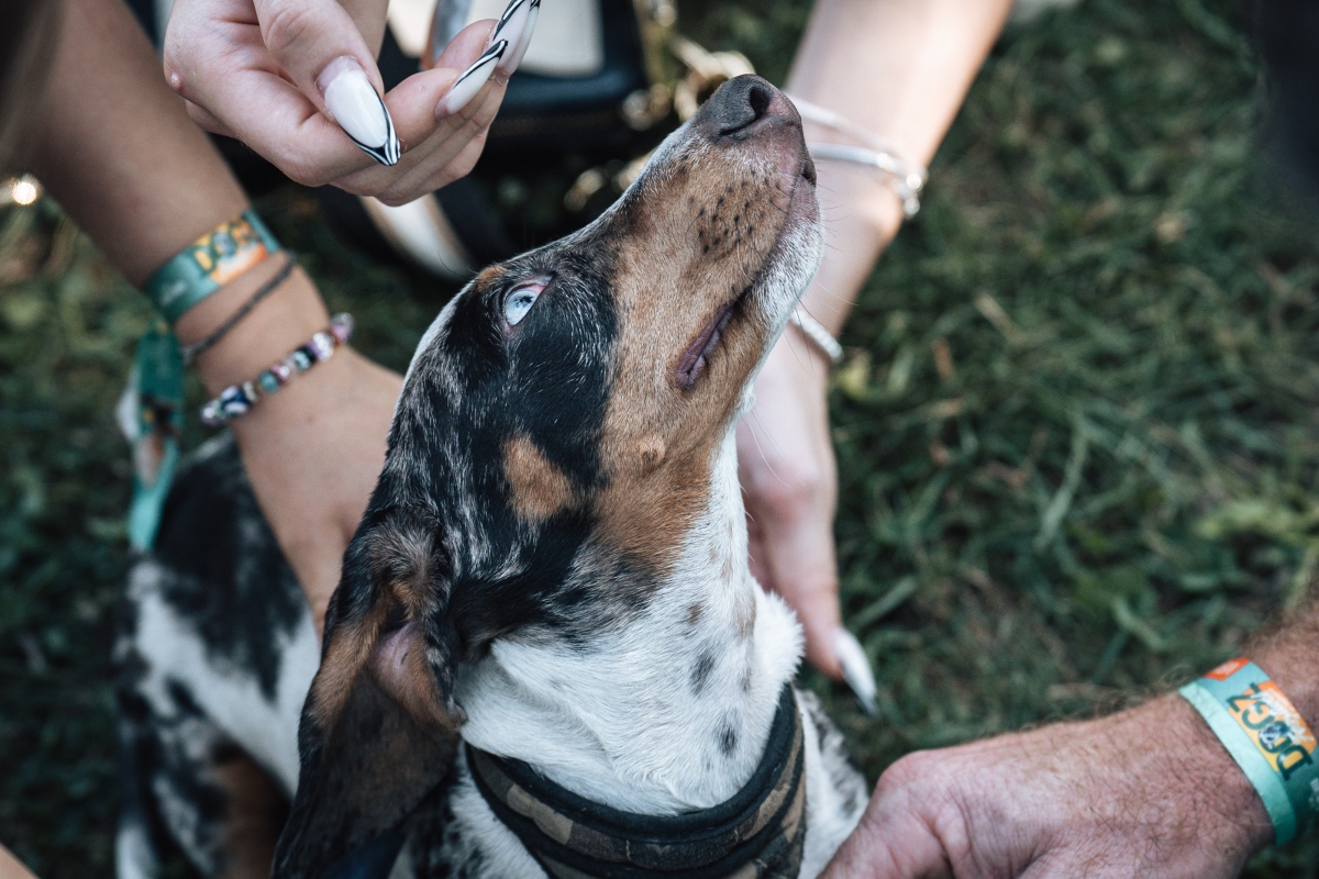 tacskó falkaséta a dogz fesztiválon