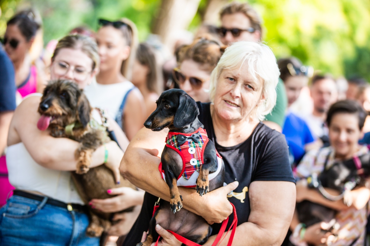 tacskó falkaséta a dogz fesztiválon