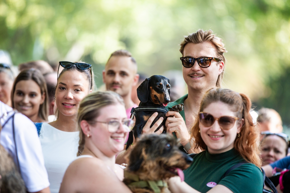 tacskó falkaséta a dogz fesztiválon