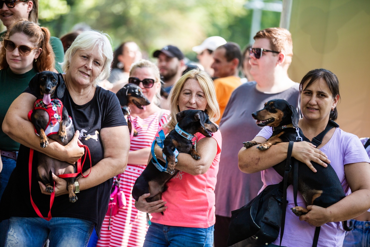 tacskó falkaséta a dogz fesztiválon