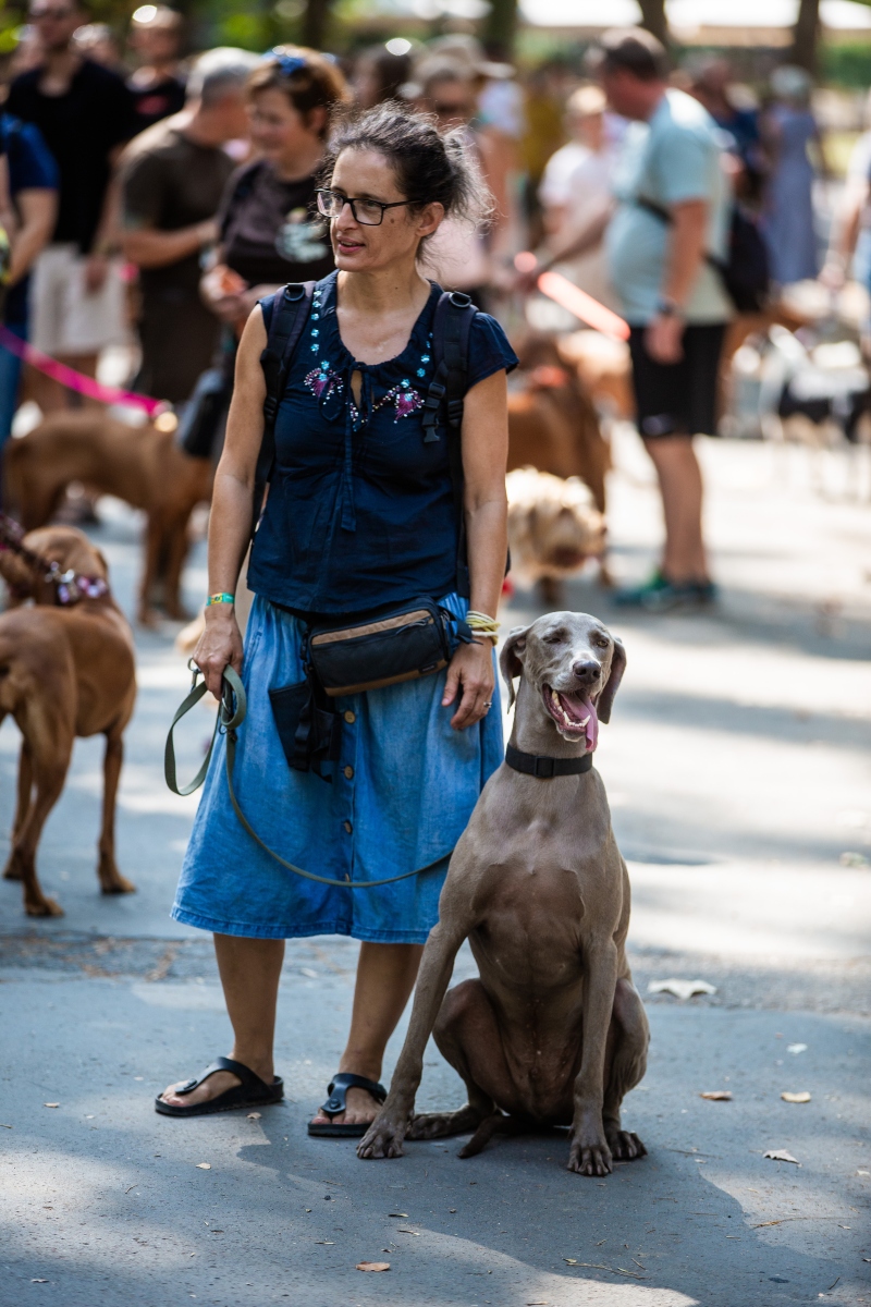 vizsla falkaséta a dogz fesztiválon