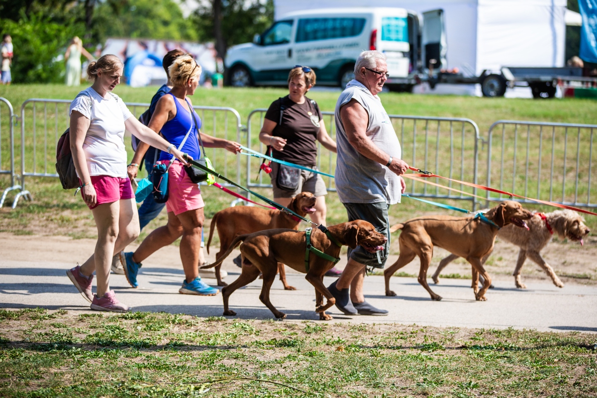 vizsla falkaséta a dogz fesztiválon