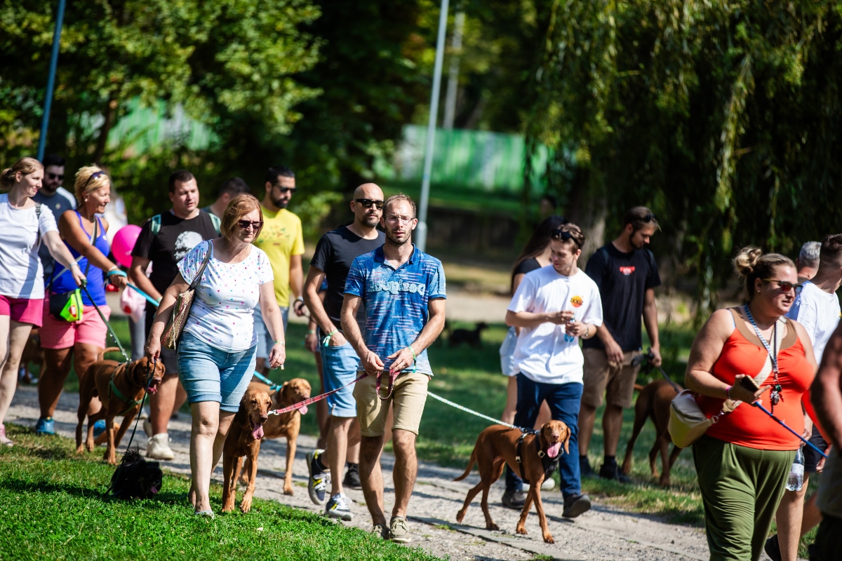 vizsla falkaséta a dogz fesztiválon