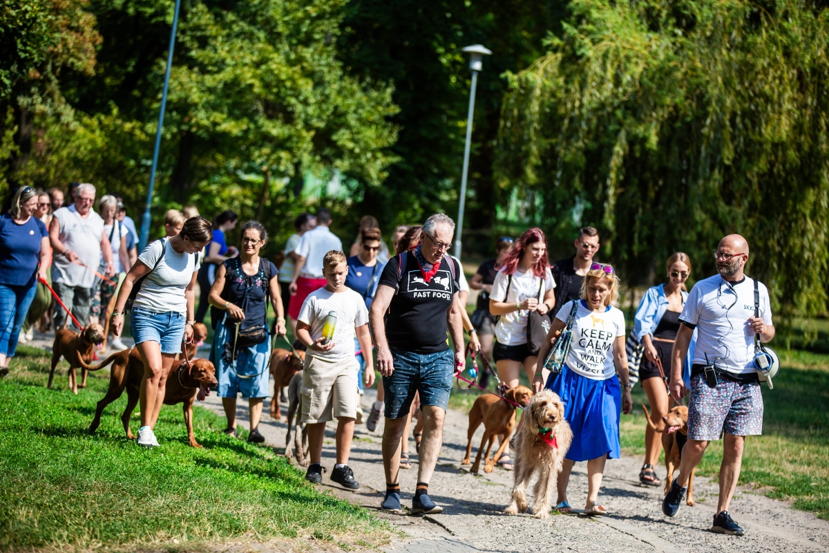 vizsla falkaséta a dogz fesztiválon