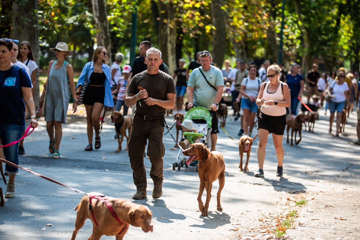 vizsla falkaséta a dogz fesztiválon