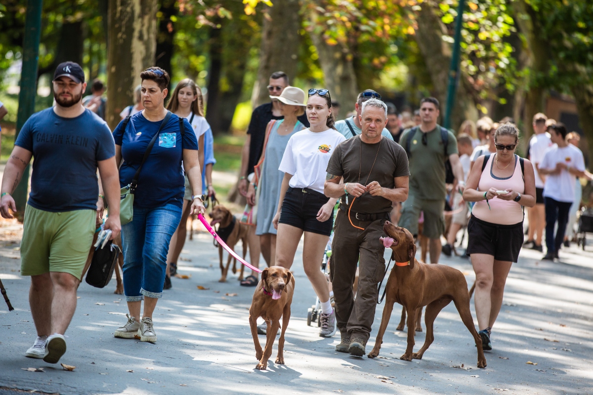 vizsla falkaséta a dogz fesztiválon