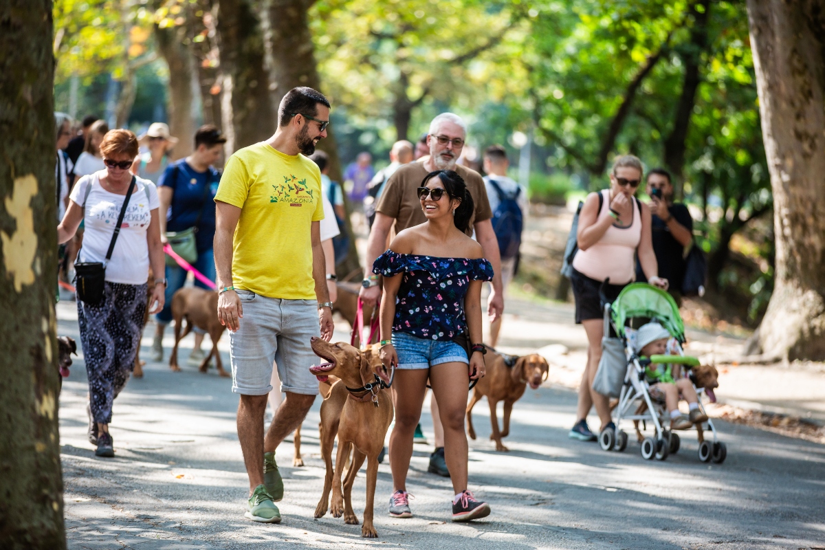 vizsla falkaséta a dogz fesztiválon