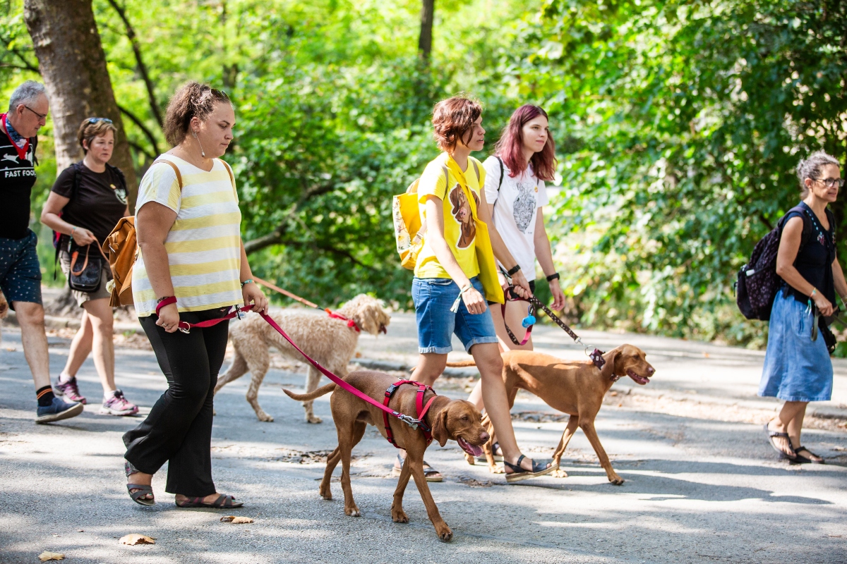 vizsla falkaséta a dogz fesztiválon