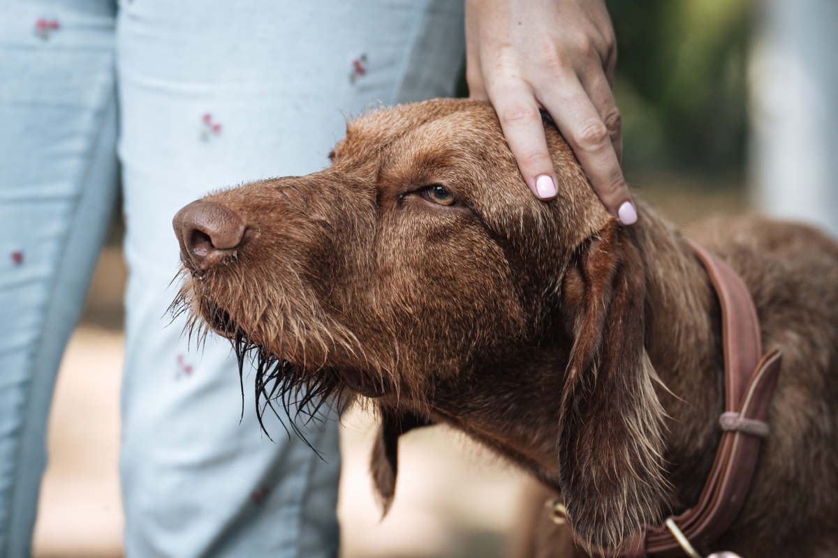 vizsla falkaséta a dogz fesztiválon