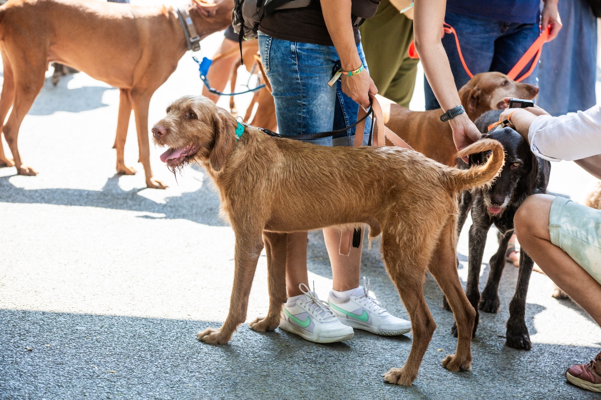 vizsla falkaséta a dogz fesztiválon