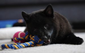 kölyök schipperke játékot rágcsál