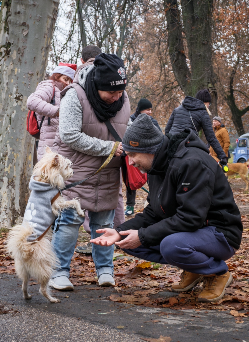 DOGZ Mikulás Falkaséta