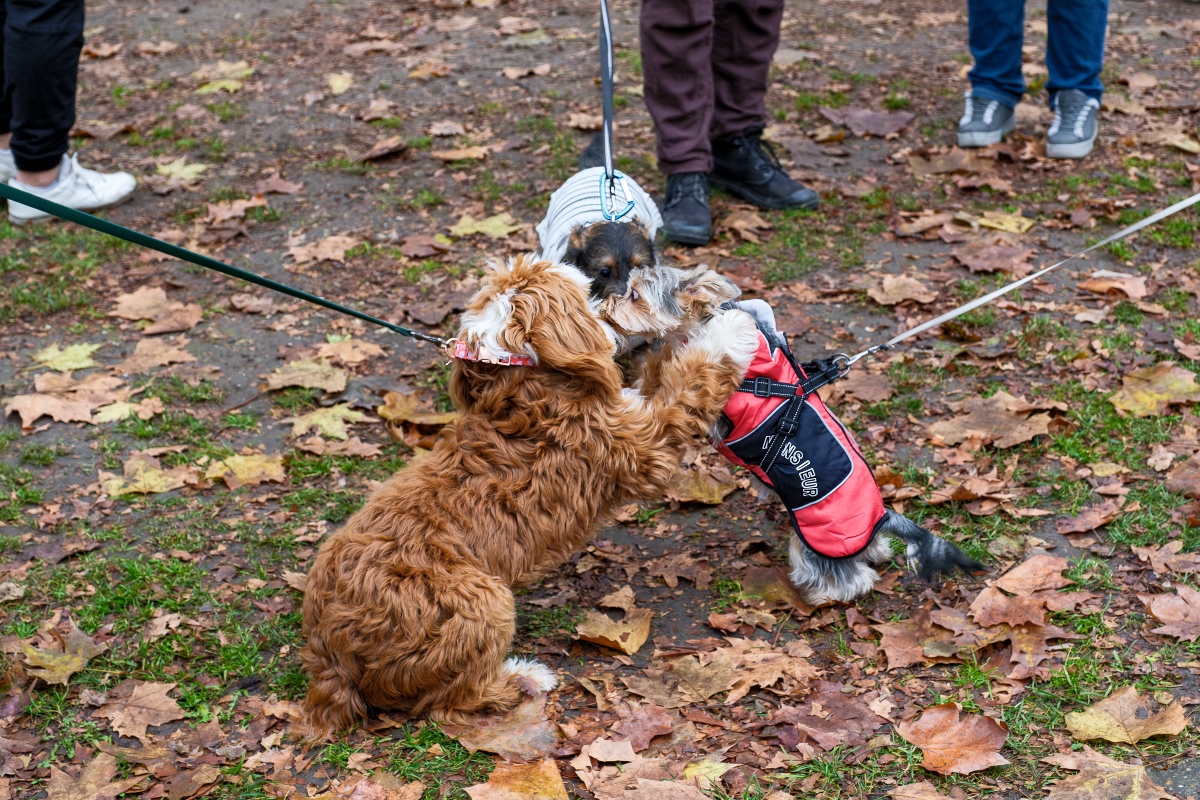 DOGZ Mikulás Falkaséta