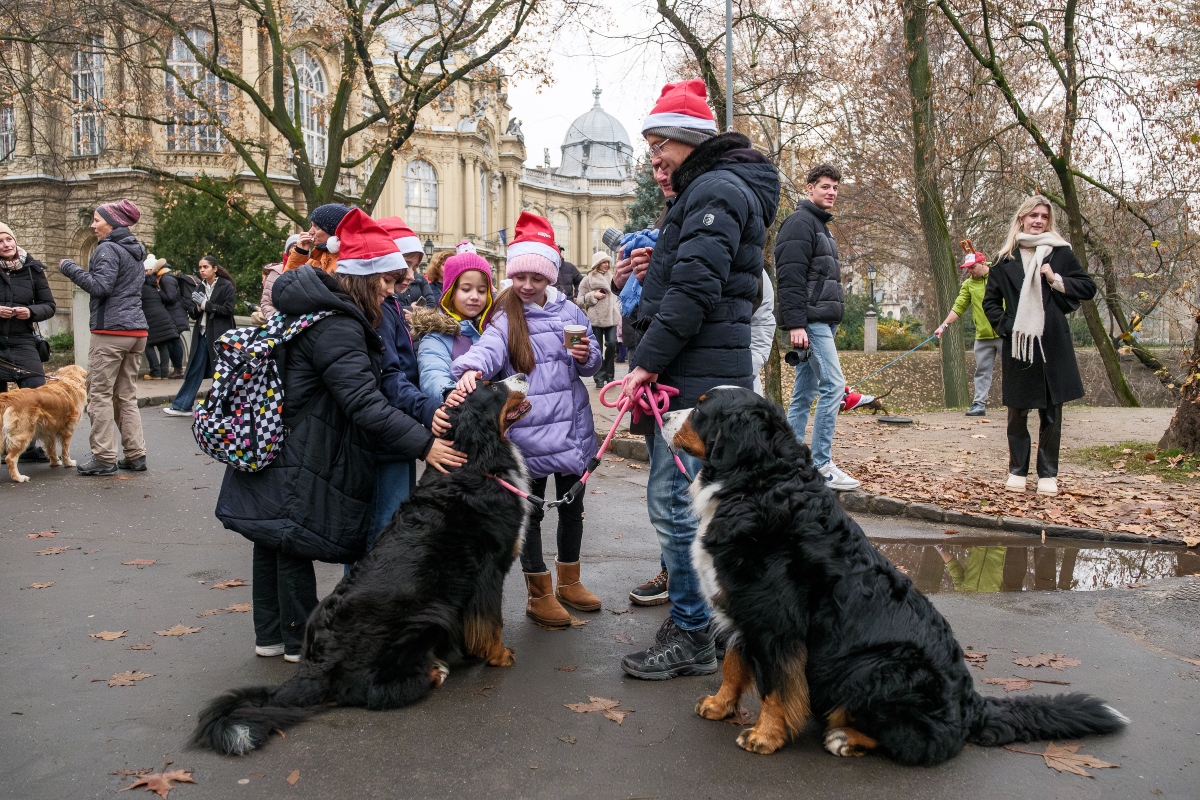 DOGZ Mikulás Falkaséta