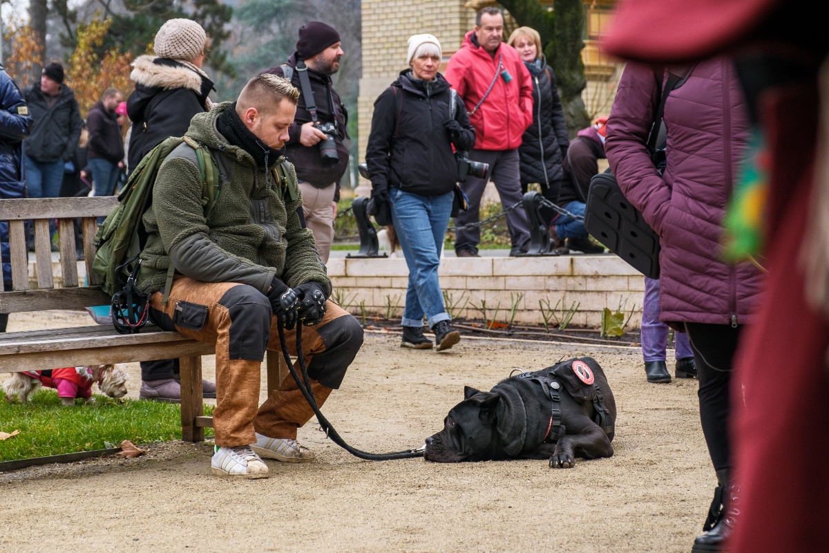 DOGZ Mikulás Falkaséta