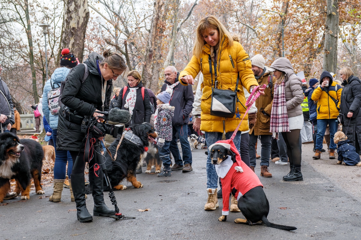 DOGZ Mikulás Falkaséta