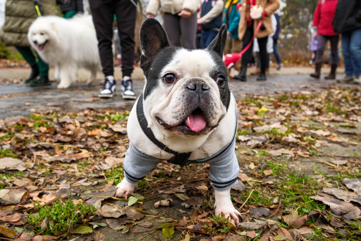 DOGZ Mikulás Falkaséta