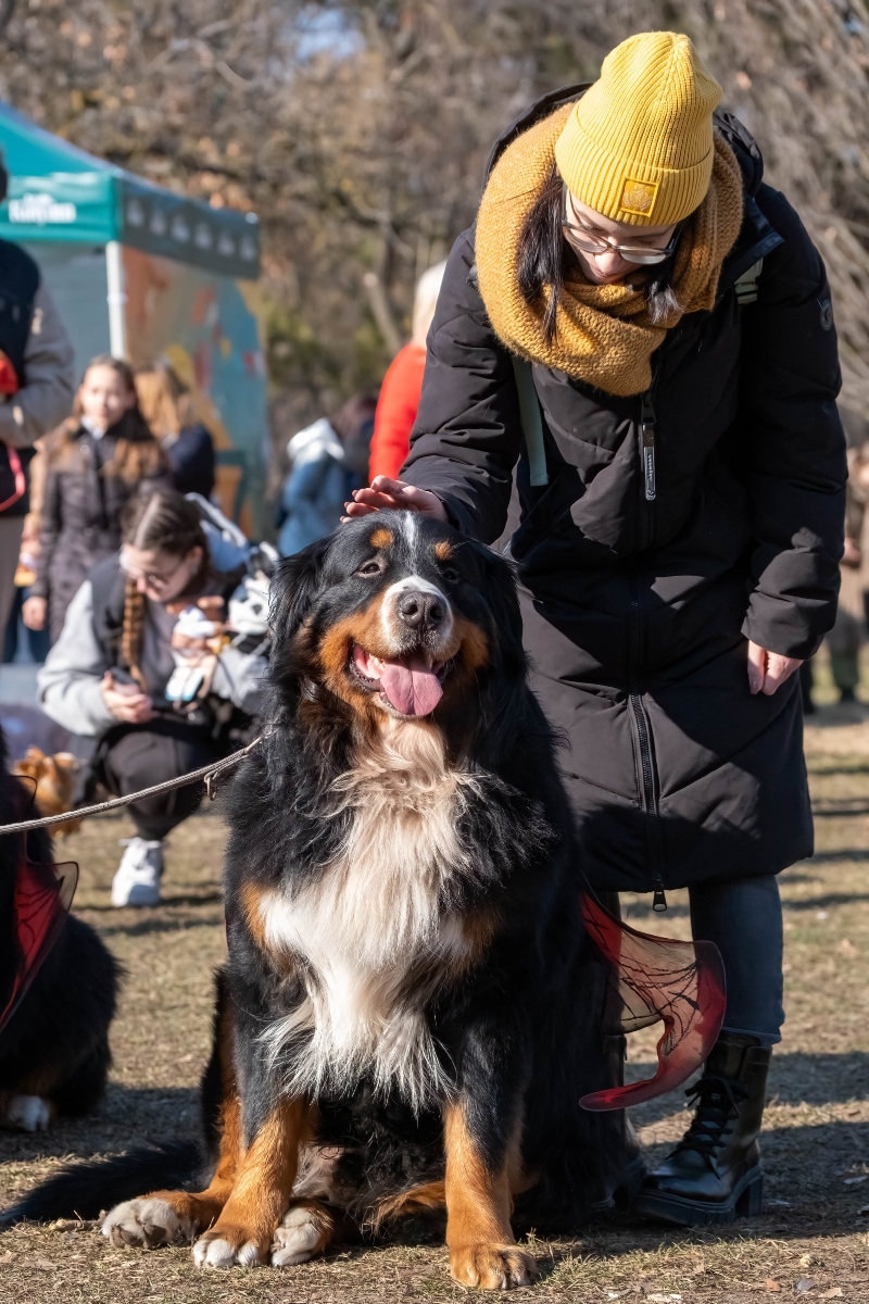 DOGZ Farsangi Falkaséta