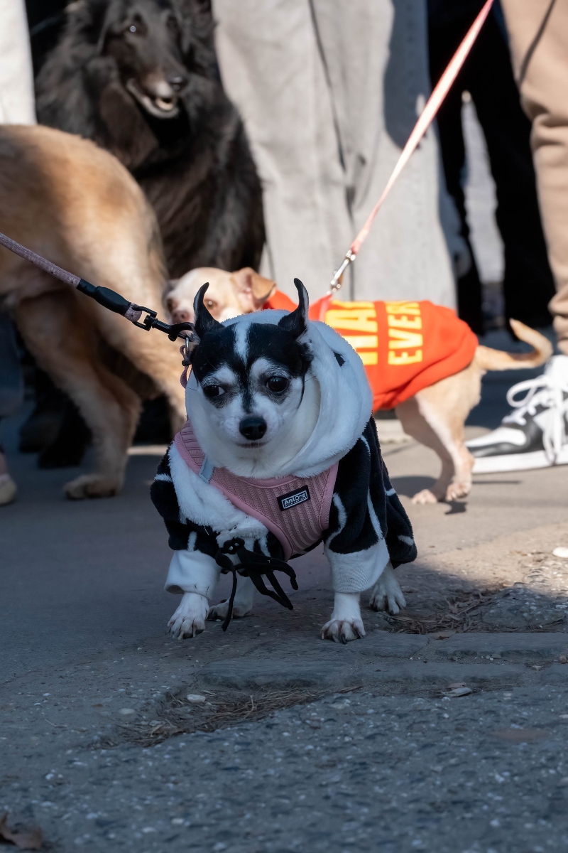 DOGZ Farsangi Falkaséta