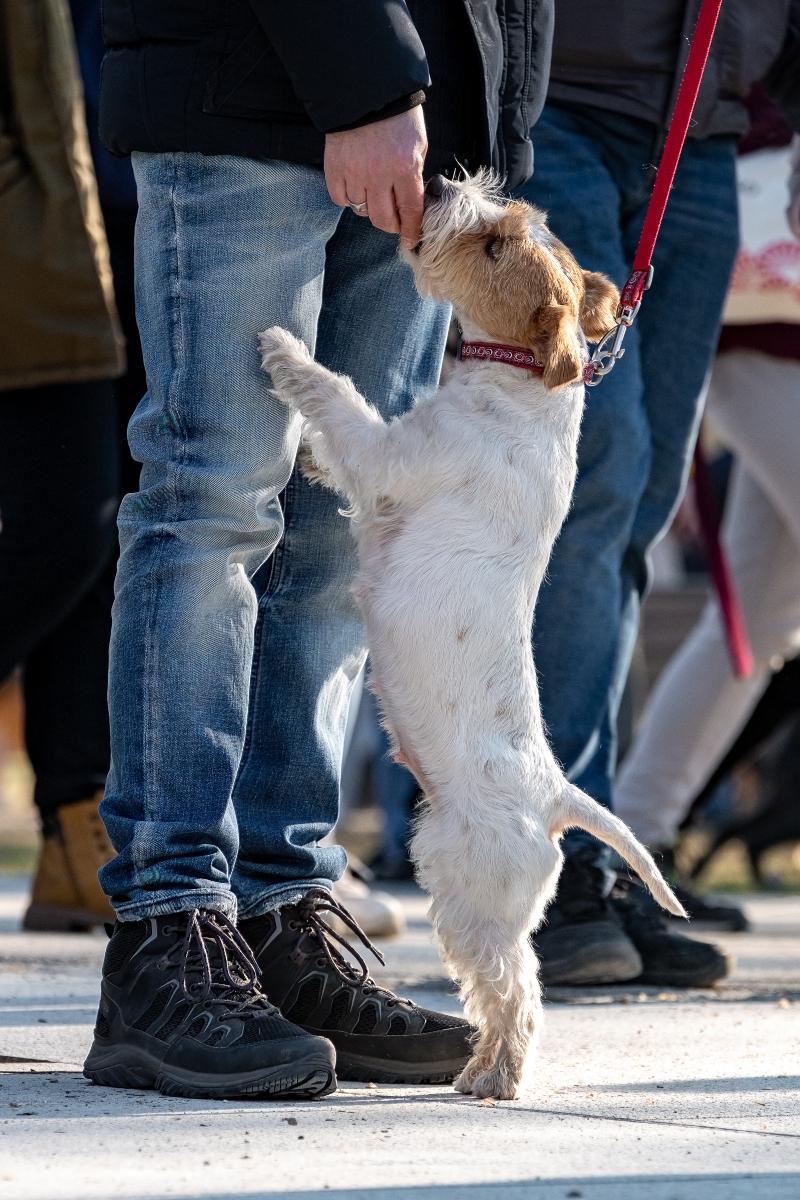 DOGZ Farsangi Falkaséta