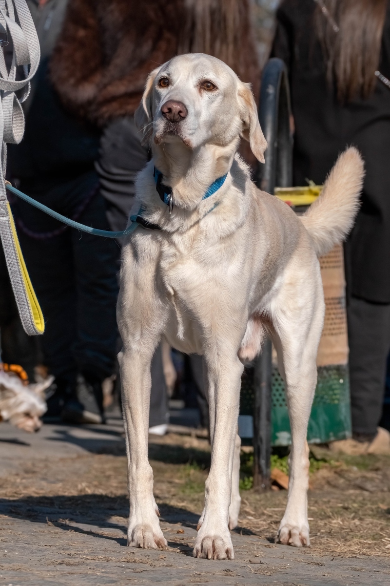 DOGZ Farsangi Falkaséta