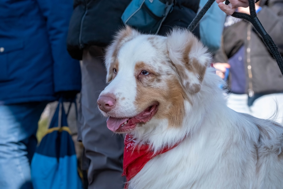 DOGZ Farsangi Falkaséta