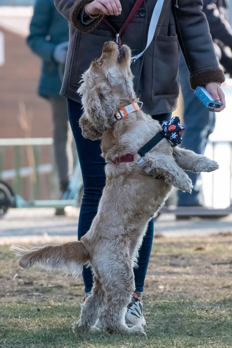 DOGZ Farsangi Falkaséta